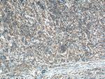 MIP-3-beta Antibody in Immunohistochemistry (Paraffin) (IHC (P))