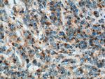 MIP-3-beta Antibody in Immunohistochemistry (Paraffin) (IHC (P))