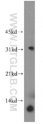 MIP-3-beta Antibody in Western Blot (WB)