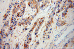 Zinc-alpha-2-glycoprotein Antibody in Immunohistochemistry (Paraffin) (IHC (P))