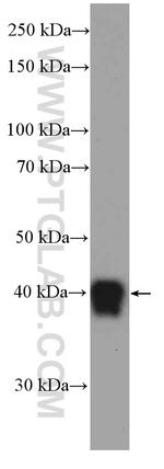 Zinc-alpha-2-glycoprotein Antibody in Western Blot (WB)