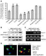 p53 Antibody in Western Blot (WB)