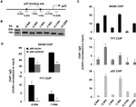 p53 Antibody in ChIP Assay (ChIP)