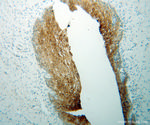 KIF22 Antibody in Immunohistochemistry (Paraffin) (IHC (P))