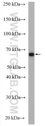 KIF22 Antibody in Western Blot (WB)