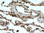 TRIM38 Antibody in Immunohistochemistry (Paraffin) (IHC (P))