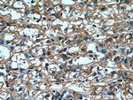 TRIM38 Antibody in Immunohistochemistry (Paraffin) (IHC (P))