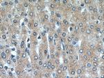 TRIM38 Antibody in Immunohistochemistry (Paraffin) (IHC (P))