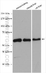 Occludin Antibody in Western Blot (WB)