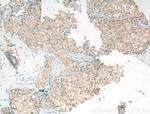 Occludin Antibody in Immunohistochemistry (Paraffin) (IHC (P))