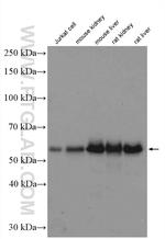 Occludin Antibody in Western Blot (WB)