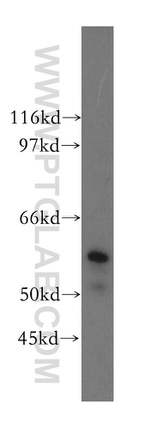 Occludin Antibody in Western Blot (WB)