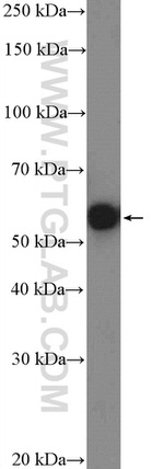 Occludin Antibody in Western Blot (WB)