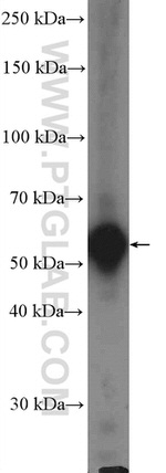 Occludin Antibody in Western Blot (WB)