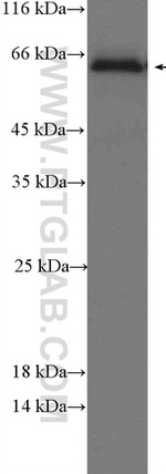 Occludin Antibody in Western Blot (WB)