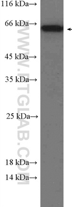 Occludin Antibody in Western Blot (WB)