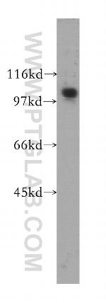 SNX19 Antibody in Western Blot (WB)