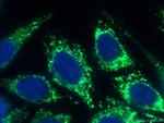 GSK3A Antibody in Immunocytochemistry (ICC/IF)