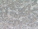 GSK3A Antibody in Immunohistochemistry (Paraffin) (IHC (P))