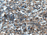 Caspase 8 Antibody in Immunohistochemistry (Paraffin) (IHC (P))