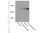 Caspase 8 Antibody in Western Blot (WB)