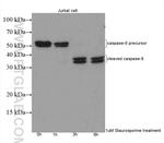 Caspase 8 Antibody in Western Blot (WB)