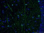 CNPase Antibody in Immunohistochemistry (PFA fixed) (IHC (PFA))