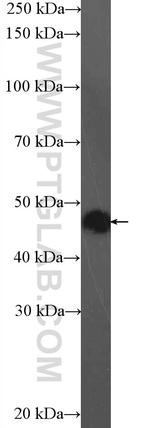 CNPase Antibody in Western Blot (WB)