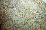 POLR2C Antibody in Immunohistochemistry (Paraffin) (IHC (P))