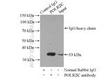 POLR2C Antibody in Immunoprecipitation (IP)