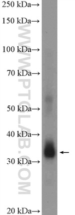 POLR2C Antibody in Western Blot (WB)