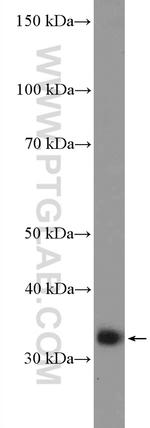 POLR2C Antibody in Western Blot (WB)