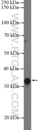 POLR2C Antibody in Western Blot (WB)