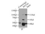 MTUS1 Antibody in Immunoprecipitation (IP)