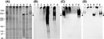 Perlecan Antibody in Western Blot (WB)