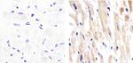 Perlecan Antibody in Immunohistochemistry (Paraffin) (IHC (P))