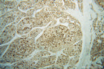 NNT Antibody in Immunohistochemistry (Paraffin) (IHC (P))