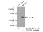 NNT Antibody in Immunoprecipitation (IP)