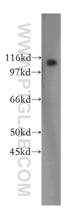 NNT Antibody in Western Blot (WB)