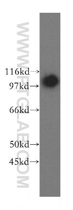 NNT Antibody in Western Blot (WB)