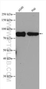 DVL3 Antibody in Western Blot (WB)