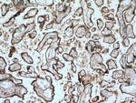 SIGLEC6 Antibody in Immunohistochemistry (Paraffin) (IHC (P))