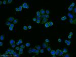 IL22RA1 Antibody in Immunocytochemistry (ICC/IF)