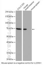 IL22RA1 Antibody in Western Blot (WB)