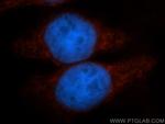 PER1 Antibody in Immunocytochemistry (ICC/IF)