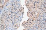 PER1 Antibody in Immunohistochemistry (Paraffin) (IHC (P))