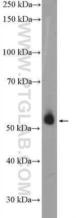 PER1 Antibody in Western Blot (WB)