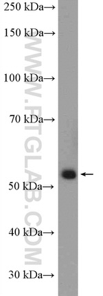 PER1 Antibody in Western Blot (WB)