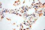 VASP Antibody in Immunohistochemistry (Paraffin) (IHC (P))