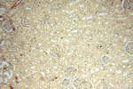 VASP Antibody in Immunohistochemistry (Paraffin) (IHC (P))